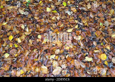 Nahaufnahme der herbstlichen Buchenblätter auf einem Wald Boden Stockfoto