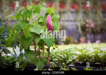 Aristolochia littoralis Pflanze oder elegante Holländerpfeife. Aristolochiaceae Familie Stockfoto