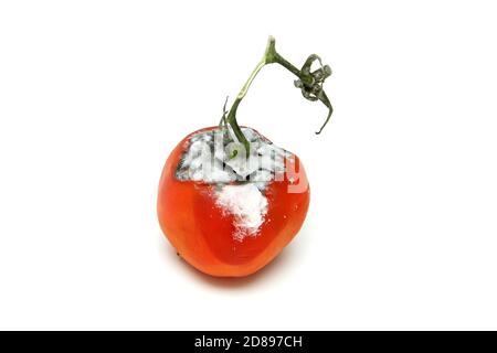 Ein Bild einer verfaulten Tomate isoliert auf weißem Hintergrund. Stockfoto