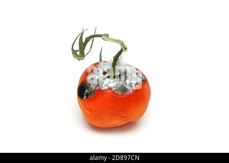 Ein Bild einer verfaulten Tomate isoliert auf weißem Hintergrund. Stockfoto