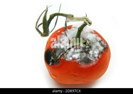 Ein Bild einer verfaulten Tomate isoliert auf weißem Hintergrund. Stockfoto