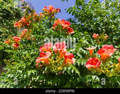 Orange Bignonia Grandiflora kletternd über eine Wand auf der Terrasse einer griechischen Villa Stockfoto