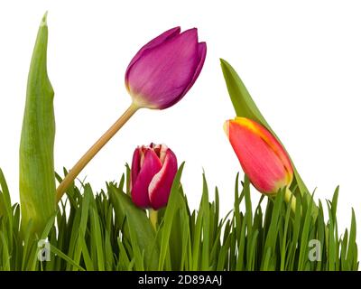 Tulpen im grünen Gras isoliert auf weißem Hintergrund Stockfoto