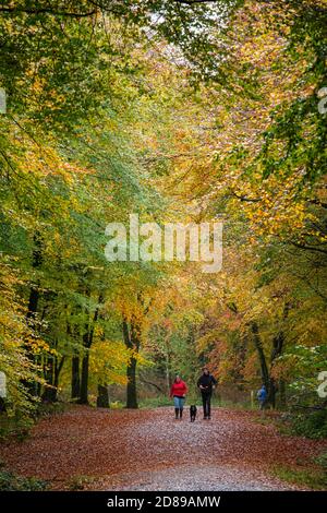 Forest Fawr - Caerphilly, Wales, Vereinigtes Königreich. Oktober 2020. Hundewanderer im Wald genießen die Herbstfarben, wenn das Ende des Hurrikans Epsilon Großbritannien trifft. Kredit: Alistair Heap/Alamy Live Nachrichten Stockfoto