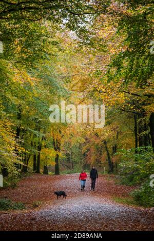 Forest Fawr - Caerphilly, Wales, Vereinigtes Königreich. Oktober 2020. Hundewanderer im Wald genießen die Herbstfarben, wenn das Ende des Hurrikans Epsilon Großbritannien trifft. Kredit: Alistair Heap/Alamy Live Nachrichten Stockfoto