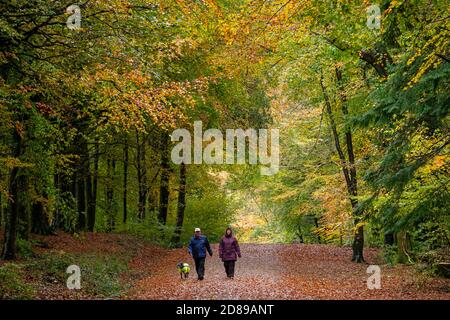 Forest Fawr - Caerphilly, Wales, Vereinigtes Königreich. Oktober 2020. Hundewanderer im Wald genießen die Herbstfarben, wenn das Ende des Hurrikans Epsilon Großbritannien trifft. Kredit: Alistair Heap/Alamy Live Nachrichten Stockfoto