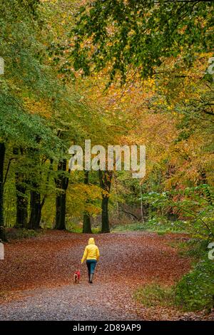 Forest Fawr - Caerphilly, Wales, Vereinigtes Königreich. Oktober 2020. Hundewanderer im Wald genießen die Herbstfarben, wenn das Ende des Hurrikans Epsilon Großbritannien trifft. Kredit: Alistair Heap/Alamy Live Nachrichten Stockfoto