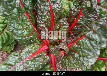 Frische grüne und rote Farbe von Swiss Chard 'Bright Lights' Stockfoto