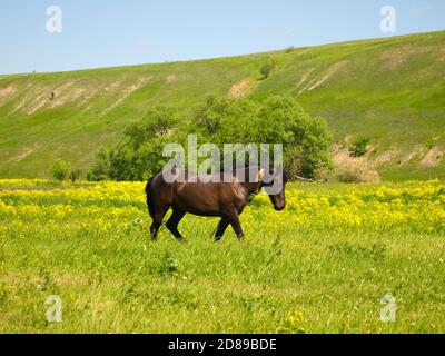 Weidende Kastanienpferd auf der Wiese Stockfoto