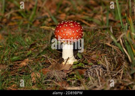 Fliege agarische Toadstoool- Amanita muscaria. Herbst Stockfoto