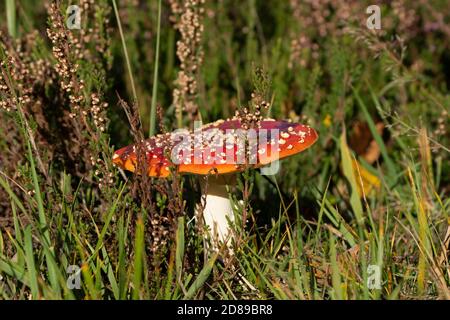 Fliegen Sie agarische Toadstoool- Amanita muscaria unter Heather-Calluna. Herbst Stockfoto