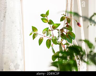 Nahaufnahme handgemachtes Macrame für Blumen, hängend in der Nähe des Fensters. Zimmerpflanzen, ein Hobby, Liebe zu Pflanzen. Heimtextilien-Konzept. Stockfoto