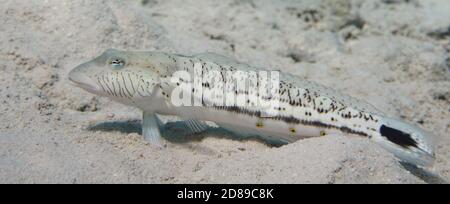 Gesprenkelte Sandelschlange (Parapercis hexophtalma) Tropische Fische auf sandigen Meeresboden unter Wasser Stockfoto