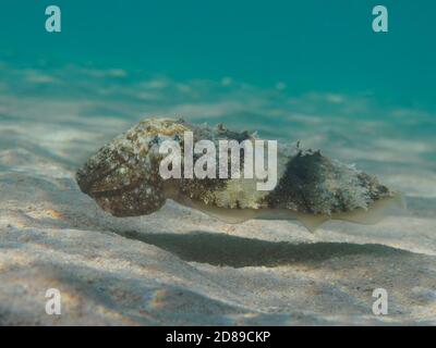 Pharaos Tintenfische (Sepia pharaonis) schwimmen über dem Sandboden unter Wasser Stockfoto