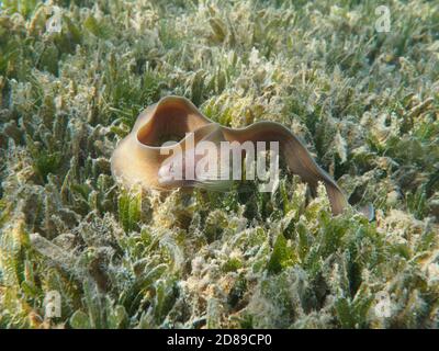 Muränen (Gymnothorax griseus) Schwimmen im Seegras unter Wasser Stockfoto