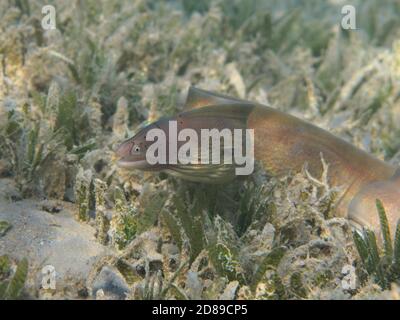 Graumoränen-Aalfisch (Gymnothorax griseus) am Roten Meer unter Wasser, Ägypten Stockfoto