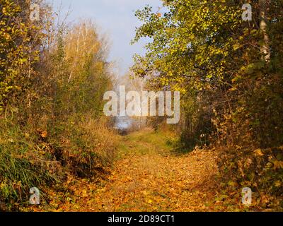 Herbst Landstraße im Wald Stockfoto