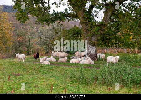 Schafschar, der im Herbst unter einer Eiche untersteht An einem nassen Morgen in Carmarthenshire Wales UK Oktober 2020 KATHY DEWITT Stockfoto
