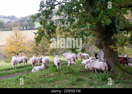Schafschar, der im Herbst unter einer Eiche untersteht An einem nassen Morgen in Carmarthenshire Wales UK Oktober 2020 KATHY DEWITT Stockfoto