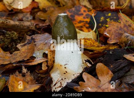 Schleimig gewöhnlicher Stinkhorn zwischen Herbstblättern Stockfoto