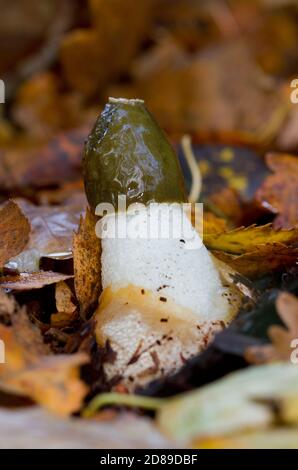 Schleimig gewöhnlicher Stinkhorn zwischen Herbstblättern Stockfoto