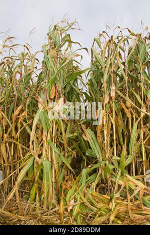 Reife Maiskolben auf hohen Pflanzen Stockfoto