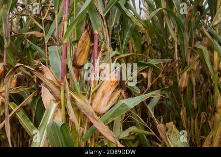 Reife Maiskolben auf hohen Pflanzen Stockfoto