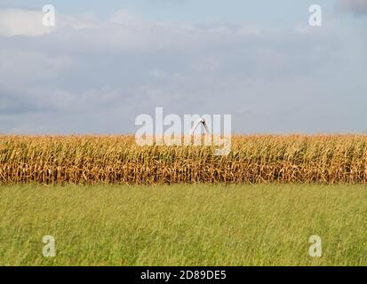 Reife Maisernte geerntet, Maisernte hinter der Ernte unter blauem Himmel mit Wolken Stockfoto