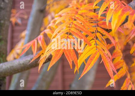 Rote Eberesche Blätter auf dem Baum, Herbst Hintergrund,. Hochwertige Fotos Stockfoto