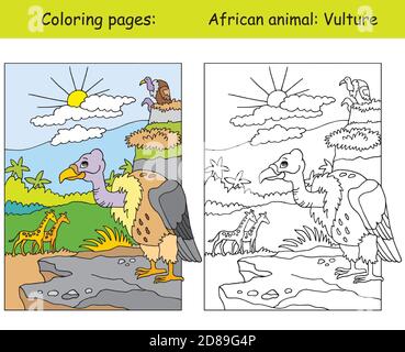 Vektor-Malvorlagen mit niedlichen Geier in afrikanischen Bereich. Cartoon isoliert bunte Illustration. Färbung und farbige Bild von Geier. Zum Färben b Stock Vektor