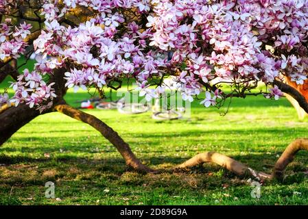 Nahaufnahme eines blühenden Magnolienbaums im Kurpark, Baden, Aargau, Schweiz Stockfoto