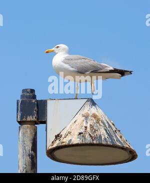 Porträt einer Möwe, die auf einer Lampe steht, Sardinien, Italien Stockfoto