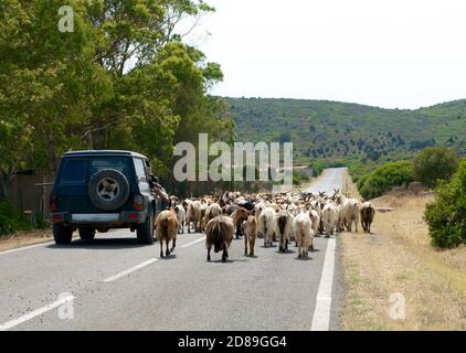 Shepherd fahren eine 4x4 Herden Ziegen entlang der Straße, Sardinien, Italien Stockfoto