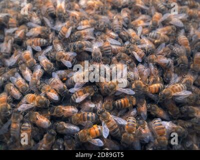 Nahaufnahme eines Schwarms europäischer Honigbienen (APIs mellifera) Stockfoto