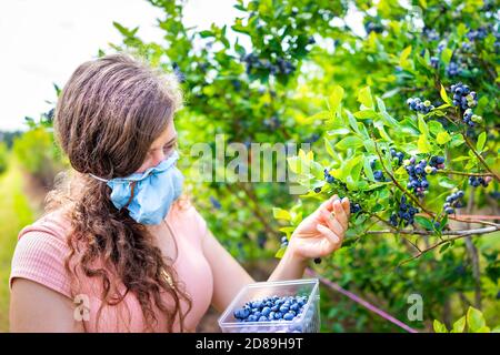 Virginia Bauernhof im Sommer Landschaft Garten und Frau junges Mädchen Beeren pflücken aus Heidelbeerbusch in Maske während Coronavirus Ausbruch Im Jahr 2020 Stockfoto