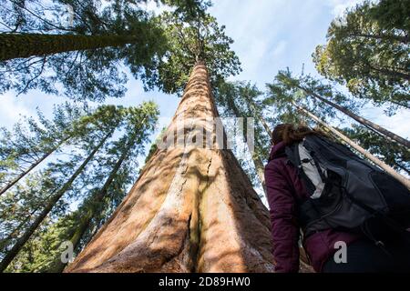 Rückansicht einer Frau, die auf einen riesigen Redwood-Baum schaut, Sequoia National Park, Kalifornien, USA Stockfoto