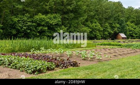 Pflanzen wachsen in einer Nachbildung der ursprünglichen Pioneer Farm Bei George Washingtons Mount Vernon Plantage in Virginia Stockfoto