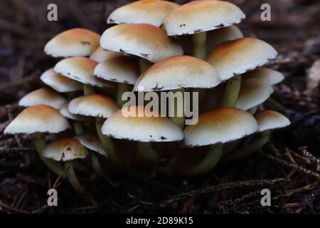 Schwefeltuftpilz, Hypholoma fasciculare. Stockfoto