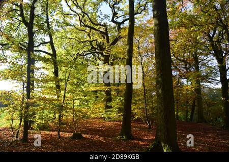 Eichenwälder und Buchenwälder im Herbstsonnenlicht Stockfoto