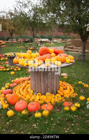 Pumkins in einem Hofladen bei Hamminkeln-Bruenen am Niederrhein, Nordrhein-Westfalen, Deutschland. Kuerbisse an einem Hofladen bei Hamminkeln Stockfoto