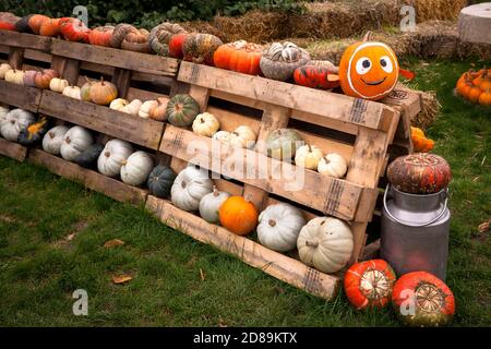 Pumkins in einem Hofladen bei Hamminkeln-Bruenen am Niederrhein, Nordrhein-Westfalen, Deutschland. Kuerbisse an einem Hofladen bei Hamminkeln Stockfoto