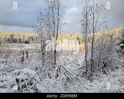 Sonnenaufgang auf Sumpf erster Schnee Stockfoto