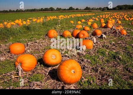 Feld mit Pumkins bei Hamminkeln-Bruenen am Niederrhein, Nordrhein-Westfalen, Deutschland. Feld mit Kuerbissen bei Hamminkeln-Bruenen am Stockfoto