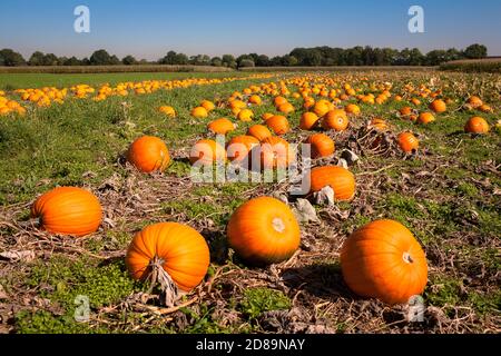 Feld mit Pumkins bei Hamminkeln-Bruenen am Niederrhein, Nordrhein-Westfalen, Deutschland. Feld mit Kuerbissen bei Hamminkeln-Bruenen am Stockfoto