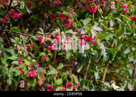 Nahaufnahme von Blumen mit Früchten eines Spindelbusches, auch Euonymus europaea oder Pfaffenhuetchen genannt, flacher DOF, Bokeh Stockfoto