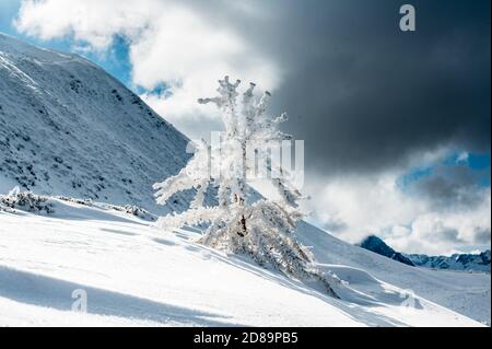 Gefrorener Baum auf col de balme im Winter Stockfoto
