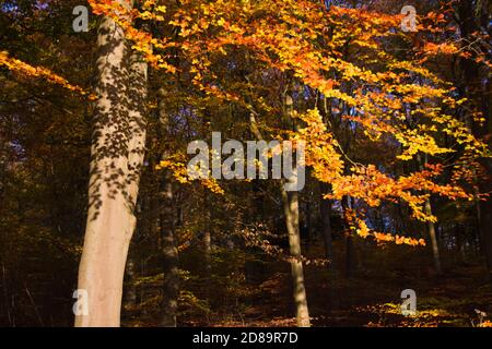 Herbstlaub im Butser Hill National Nature Park, Hampshire, England, UK Stockfoto