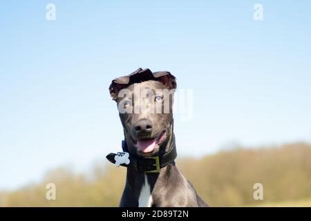 Lurcher Porträt Stockfoto