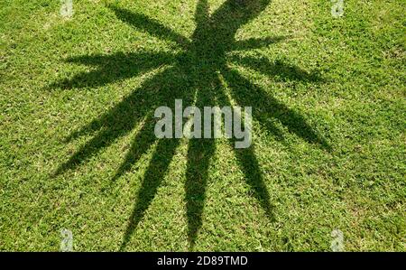 Palmenschatten auf Gras, abstrakter Natur Hintergrund. Stockfoto