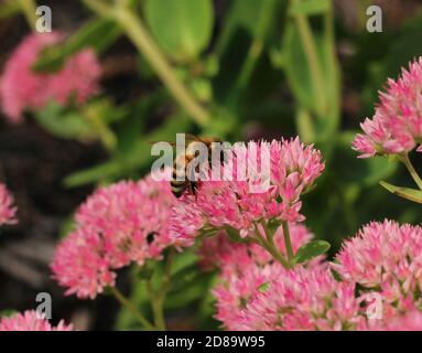 Hummeln auf einer rosafarbenen Blume Stockfoto
